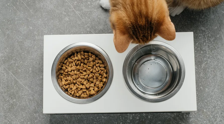 Kedi Mama ve Su Kabı Nasıl Olmalıdır? Kedi Mama ve Su Kabı Nasıl Olmalıdır?